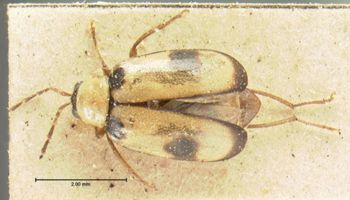 Media type: image; Entomology 18455   Aspect: habitus dorsal view